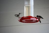 Hummingbirds