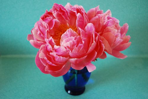 Peony 1