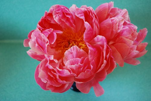 Peony 2