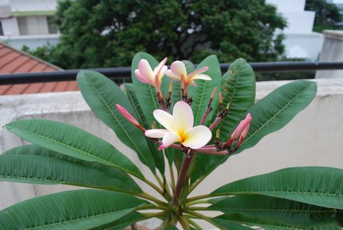 Plumeria