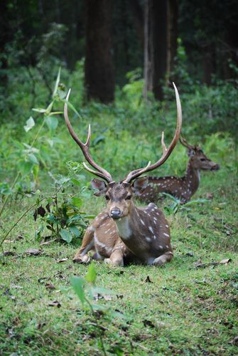 Chital Stag (Dar's Pic)