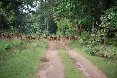 Chital Herd