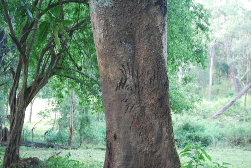Tiger Marks
