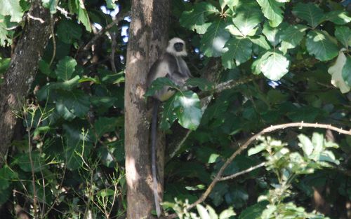 Langur
