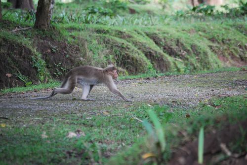Bonnet Macaque