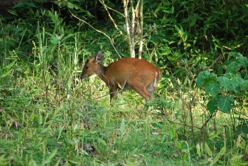 Muntjac (Barking Deer)