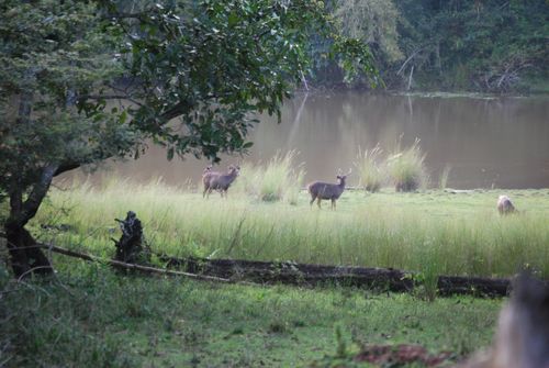 Sambar Herd