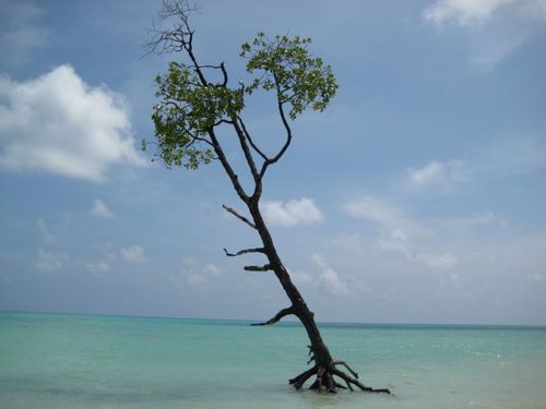 Lone Mangrove