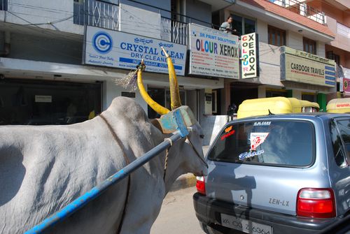 Yellow Horns and Tassle