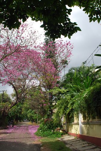 3rd Main Flower Show