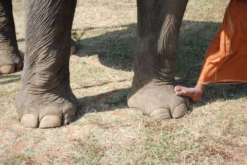 Elephant Brakes