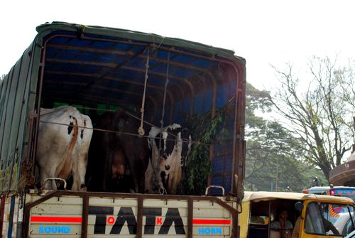 Cows TATA Style