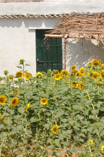 Sunflowers On The Drive Home