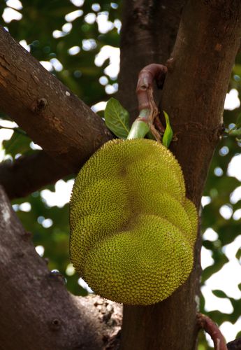 One Big Jackfruit 