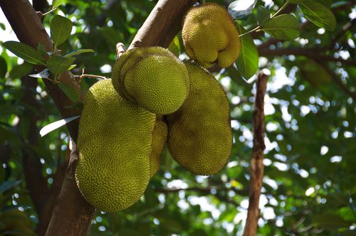 "Berries" of the Jackfruit Tree