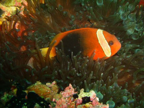 Tomato Clown Fish