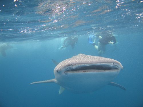 Whale Shark - White Legs Are Mine