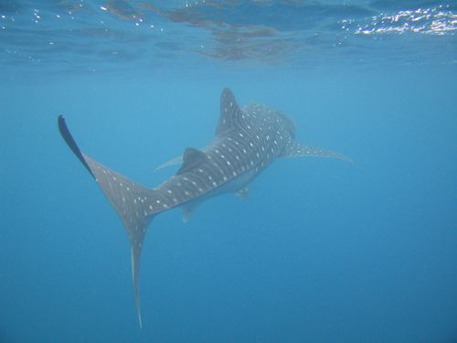 Whale Shark