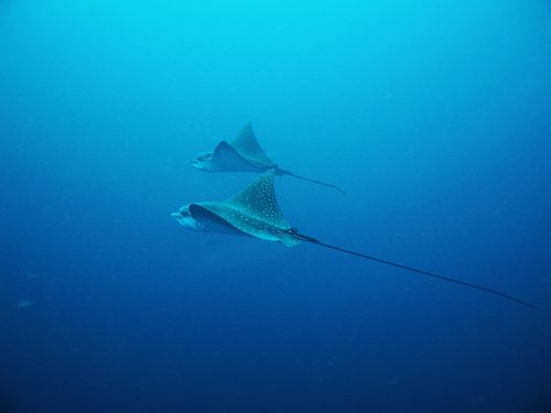 Eagle Rays