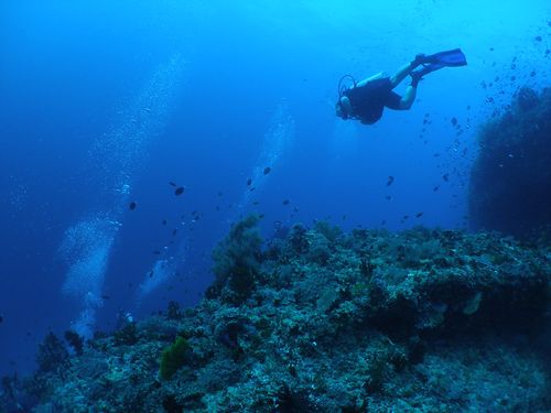 Darren Swimming With The Fishes