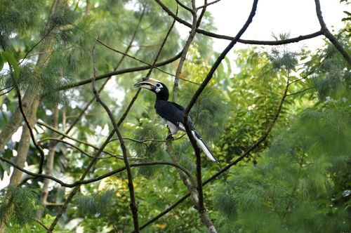 Pied Hornbill