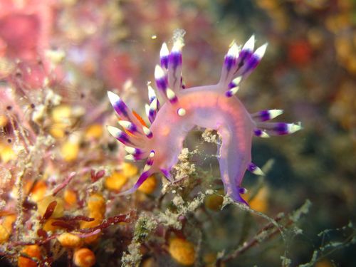 Nudibranch Color Nudibranch Color