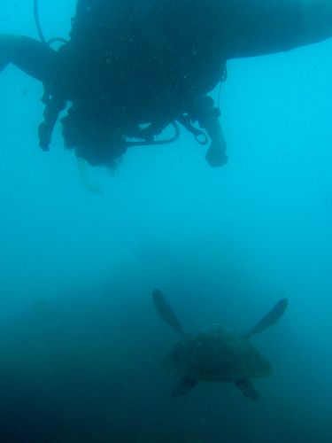 My Underwater Flight Partner My Underwater Flight Partner
