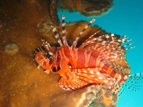 Scorpionfish (Scorpaenidae) Scorpionfish (Scorpaenidae)