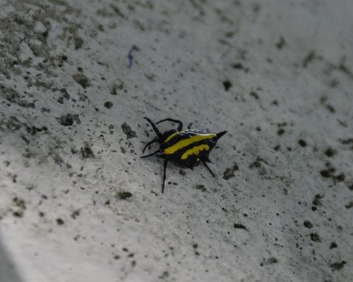 Cool Spider - Micro Life Above Water Cool Spider - Micro Life Above Water