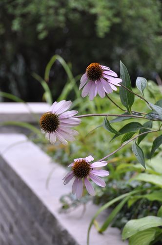 Echinacea 