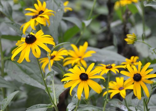 Black Eyed Susans